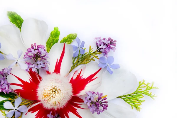 Coloridas flores de primavera aisladas sobre fondo blanco . — Foto de Stock