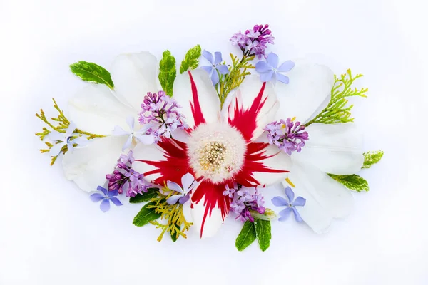 Πολύχρωμα Ανοιξιάτικα λουλούδια που απομονώνονται σε λευκό φόντο. — Φωτογραφία Αρχείου