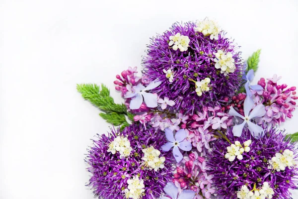 Coloridas flores de primavera aisladas sobre fondo blanco . — Foto de Stock