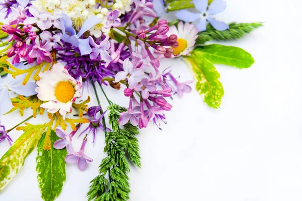 Coloridas flores de primavera aisladas sobre fondo blanco . — Foto de Stock