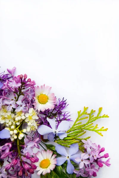 Coloridas flores de primavera aisladas sobre fondo blanco . — Foto de Stock