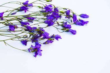 Çiçekler beyaz zemin üzerinde. Bellflowers, papatya ve lupine