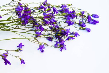 Çiçekler beyaz zemin üzerinde. Bellflowers, papatya ve lupine