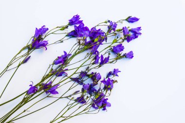 Çiçekler beyaz zemin üzerinde. Bellflowers, papatya ve lupine