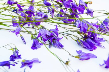 Çiçekler beyaz zemin üzerinde. Bellflowers, papatya ve lupine