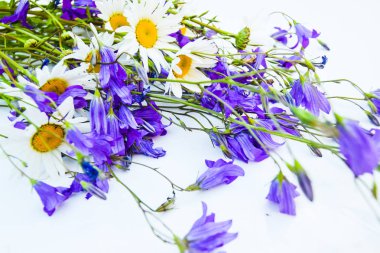 Çiçekler beyaz zemin üzerinde. Bellflowers, papatya ve lupine