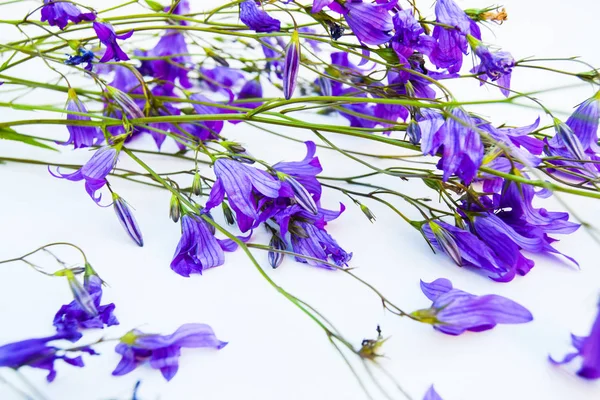 Çiçekler beyaz zemin üzerinde. Bellflowers, papatya ve lupine