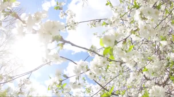 Springtime Flowers Blooming Tree White Flowers Swinging Wind — Stock Video