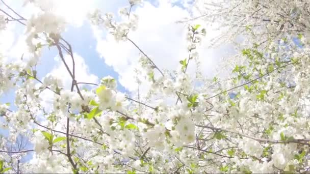 Springtime Flowers Blooming Tree White Flowers Swinging Wind — Stock Video