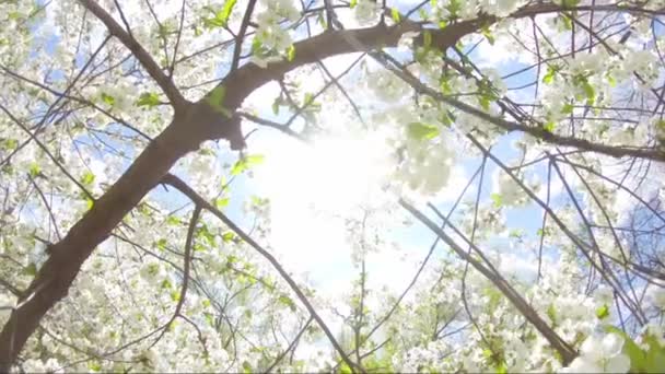 Frühlingsblumen Blühen Baum Weiße Blumen Schwingen Wind — Stockvideo