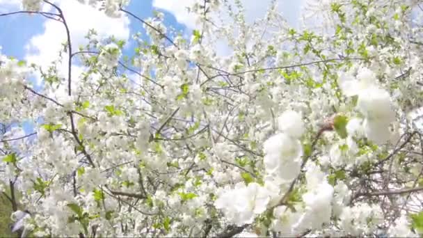 木に咲く春の花 風に揺れる白い花 — ストック動画