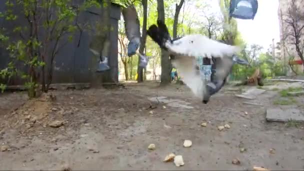 Taubenschwärme Fliegen Vom Futterplatz Zeitlupe — Stockvideo