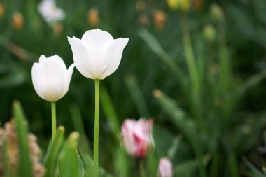 bir çim üzerinde taze güzel çiçekler