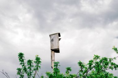 dışarı-in annesi için bekleyen iç içe geçmiş bir kutu yavru kuş görünüyor