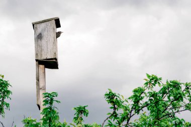 dışarı-in annesi için bekleyen iç içe geçmiş bir kutu yavru kuş görünüyor