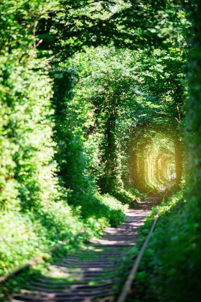 Maravilla Naturaleza Túnel Real Amor Árboles Verdes Ferrocarril Ucrania — Foto de Stock