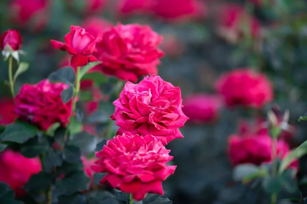 Bunch Red Roses Bush Garde — Stock Photo, Image