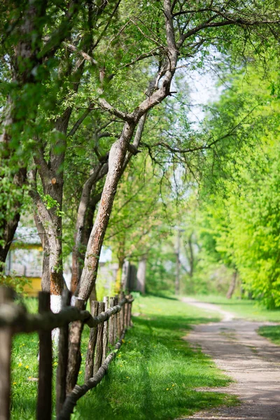 Increíble Vista Naturaleza Del Bosque Verde Camino Bosque Verano Ucrania — Foto de Stock