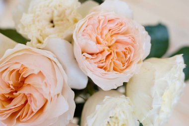 Bahçe gül, david ostin yükseldi. Şeftali rengi. Yumuşak odak. Arka plan.