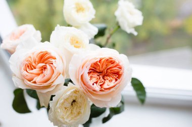 Bir pencere pervazına sonbaharında bir vazoda gül. David Astin gül. Yumuşak odak.