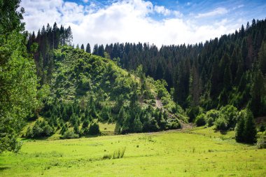 Dağlar sahne. Otlak ve orman Dağları Panoraması. Karpat Dağları manzara, Ukrayna.