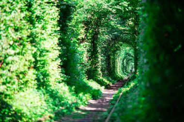 Eski demiryolu hattı. Alışılmadık bir arka sokakta ağaçlar çok uzun tüneli oluşturur. Aşk - harika yer doğa tarafından oluşturulan tüneli. Klevan. Rivnenskaya bölge. Ukrayna.