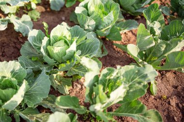 Taze Eko lahana bahçesinde