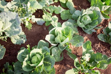 sebze bahçesinde taze yeşil lahana