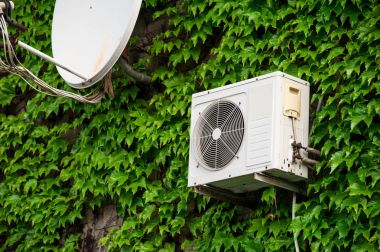 üzüm 02 ile büyümüş duvar