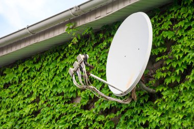 üzüm 03 ile büyümüş duvar