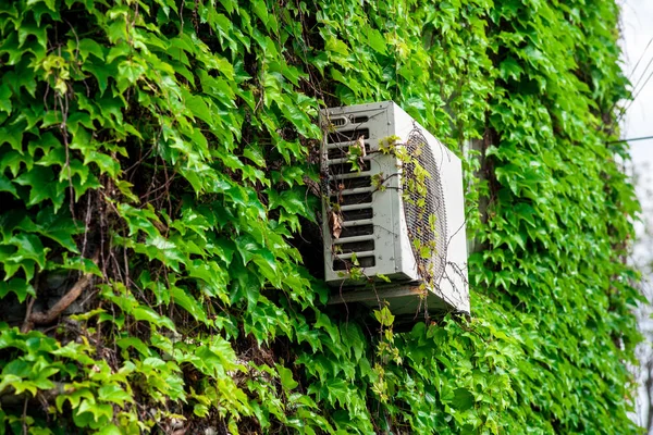 Wall overgrown with grapes 05 — Stock Photo, Image