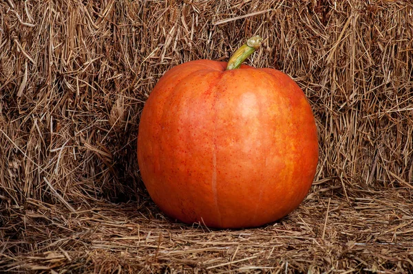 Zucca di autunno su una paglia — Foto Stock