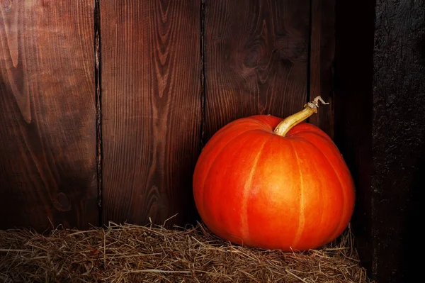 Citrouille d'automne sur une paille — Photo