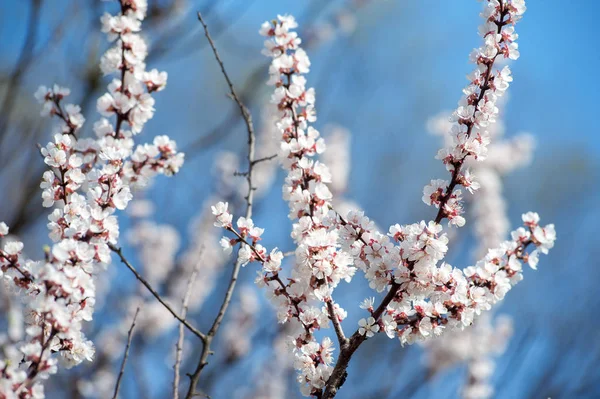 Springtime flowers of a cherry with snow — Stock Photo, Image