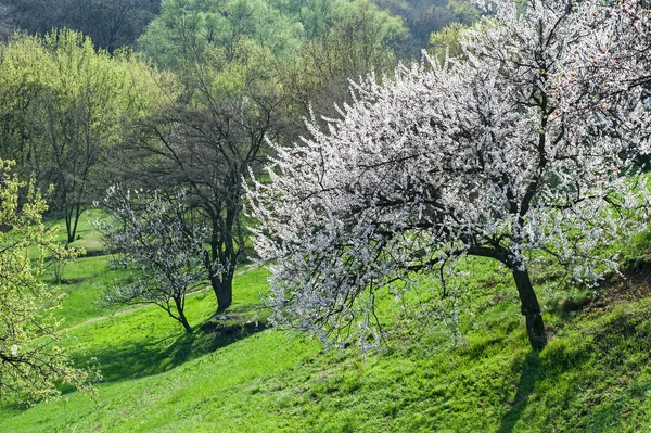 Цветущие деревья спускаются вниз в весеннем лесу — стоковое фото