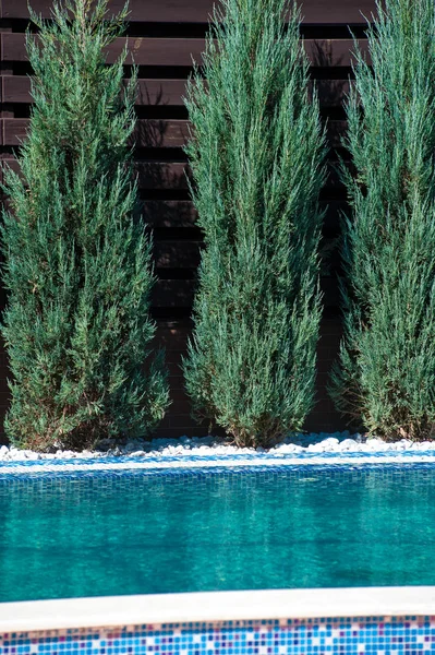 Проектирование бассейна с хвойными деревьями на открытом воздухе — стоковое фото
