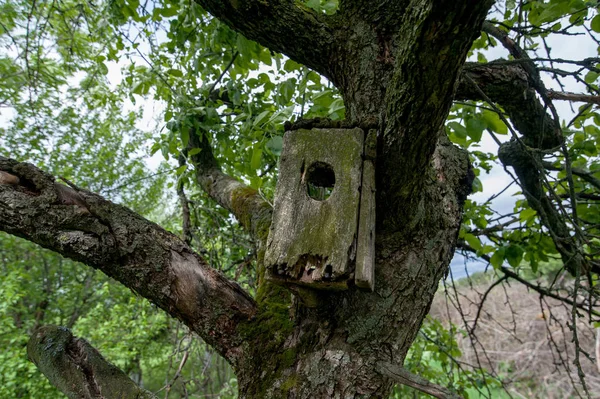Старый скворечник на ветвях деревьев на улице — стоковое фото