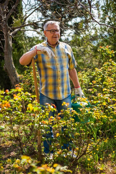 Старший человек садоводства — стоковое фото