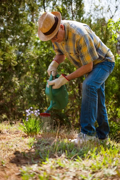 Hombre mayor Jardinería — Foto de Stock