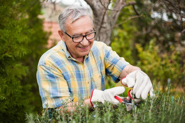 Hombre mayor Jardinería — Foto de Stock