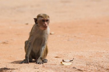 Miğfer makak maymunu, Macaca sinica, Sri Lanka 