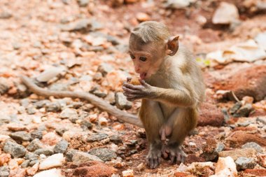 Miğfer makak maymunu, Macaca sinica, Sri Lanka 