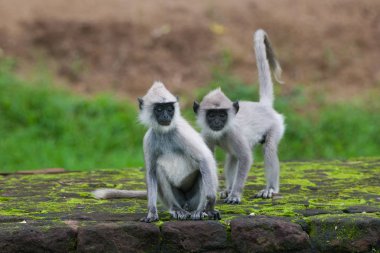 Püsküllü gri langur, Semnopithecus priam, Sri Lanka 