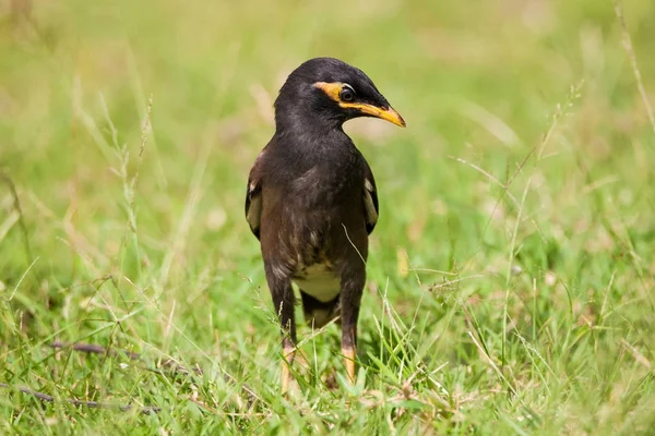 Indiano Myna Acridotheres Tristis Uccello Piedi Erba — Foto Stock