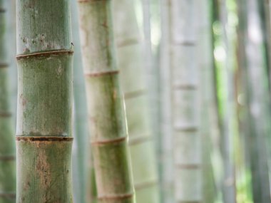 Bulanık kopya alanı arka planına sahip bambu görüntüsü