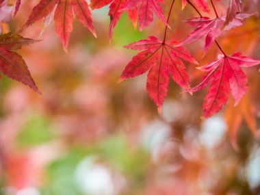 Kopya alanı olan kırmızı akçaağaç yaprağının yakın plan görüntüsü