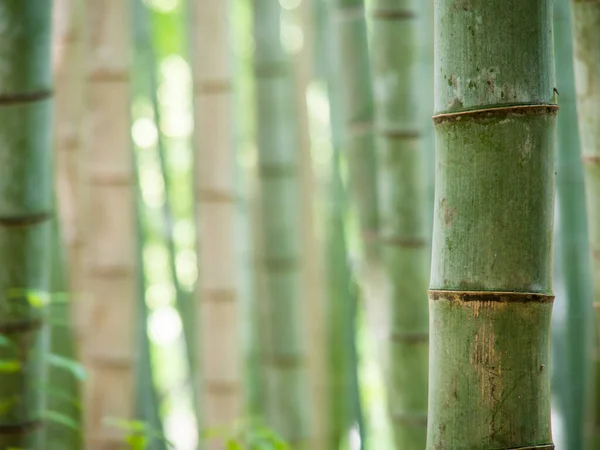 Bulanık kopya alanı arka planına sahip bambu görüntüsü