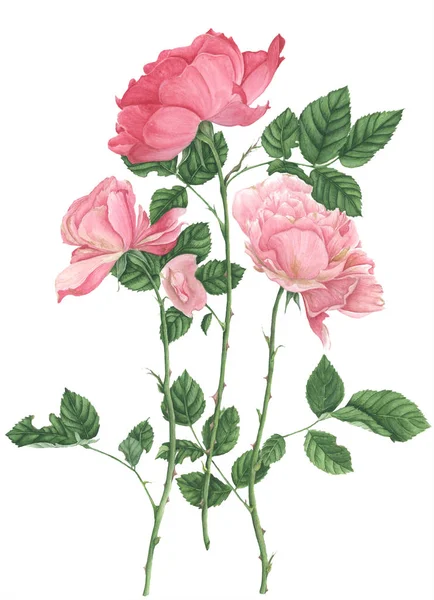 Drei rosa Rosen, Aquarellmalerei — Stockfoto