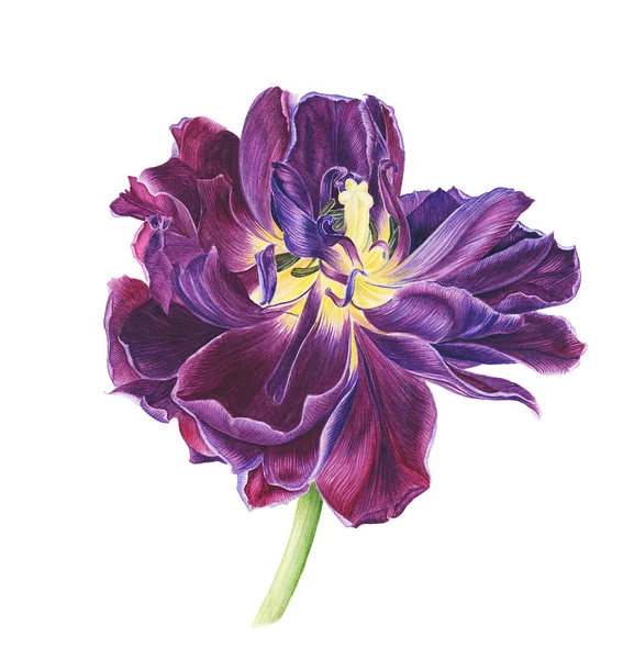 Violette Tulpe, Aquarellmalerei — Stockfoto