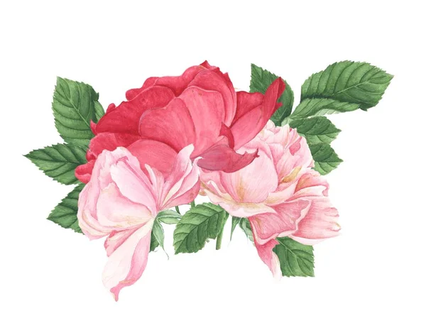 Három rózsaszín rózsa, akvarell festészet — Stock Fotó